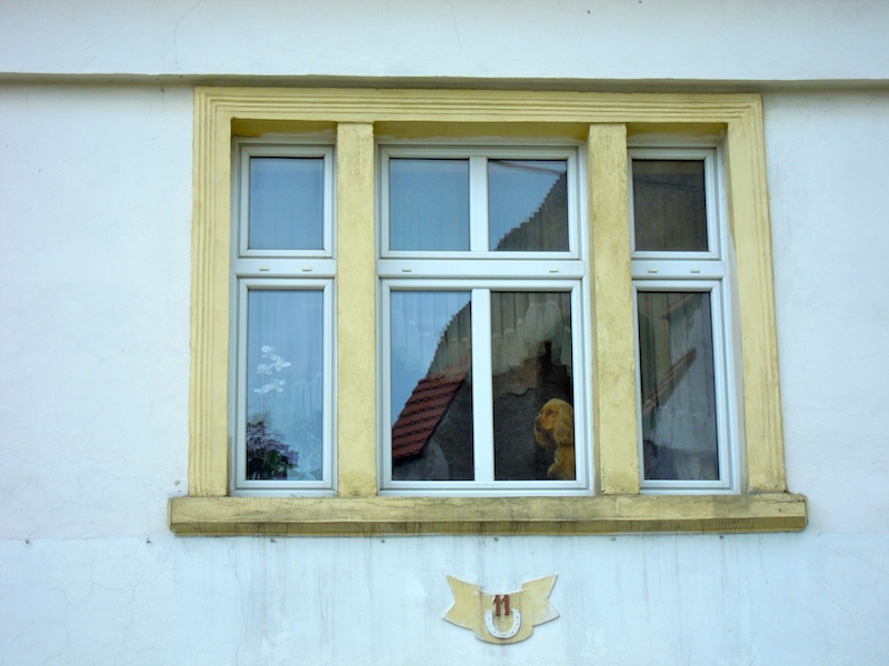 Hund am Fenster in Polen