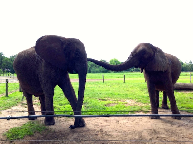 Elefanten im Tierpark Ströhen