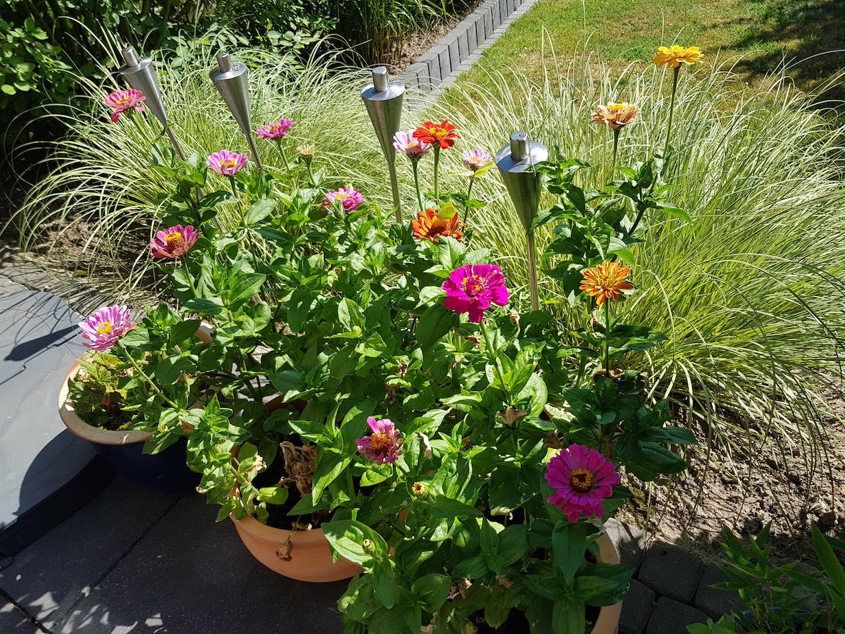 Blütenpracht in unserem Garten