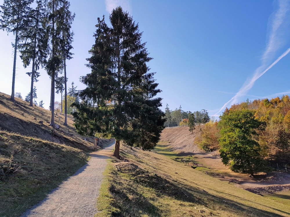 Im Wildpark Frankenberg könnt Ihr wilde Tiere füttern und streicheln