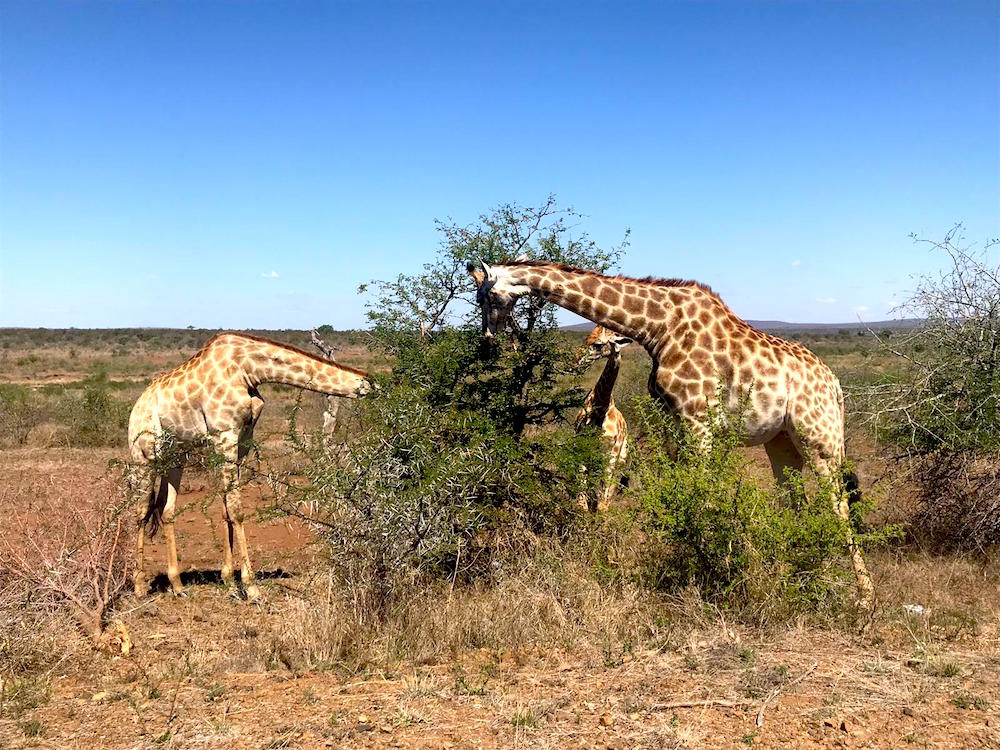 Gayurlaub Südafrika: Tipps für schwule Reisen