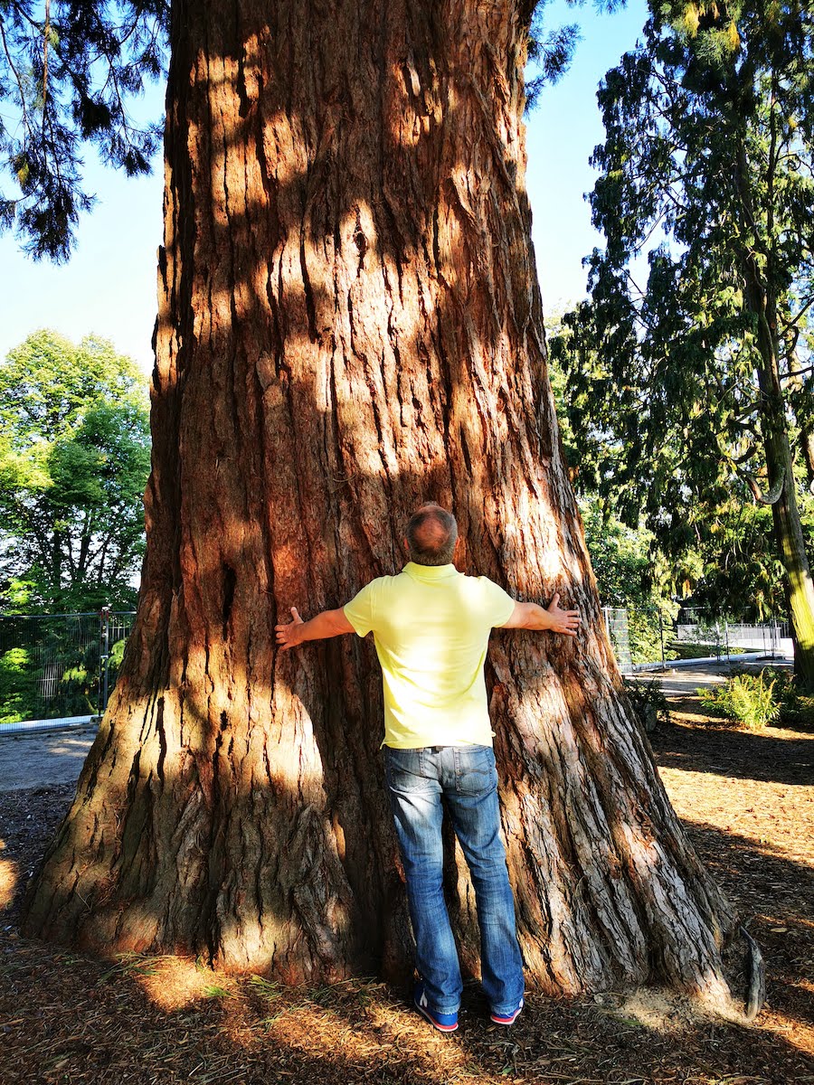 Uralter Baum im Hügelpark in Essen