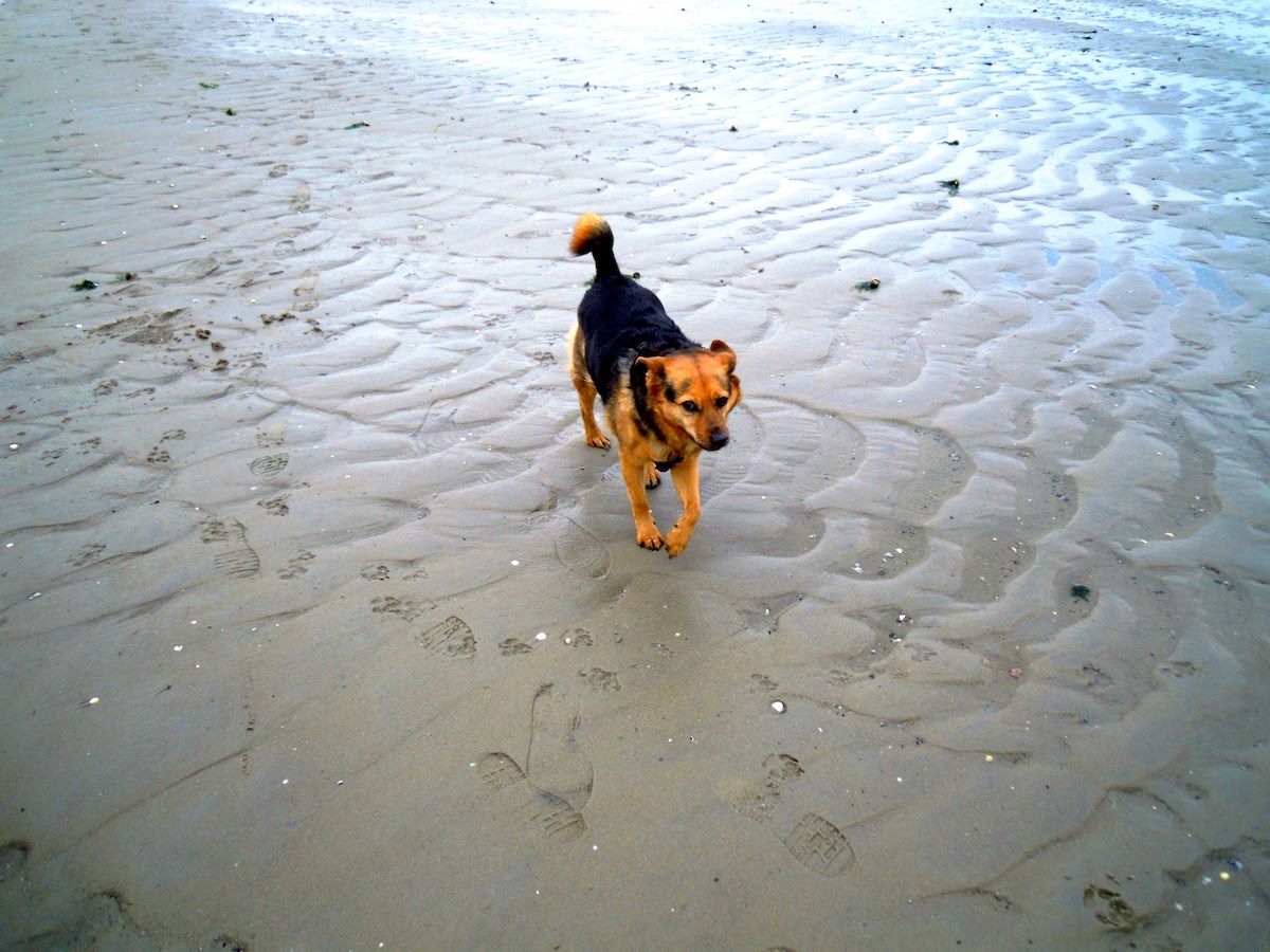 Hundestrand an der Nordsee