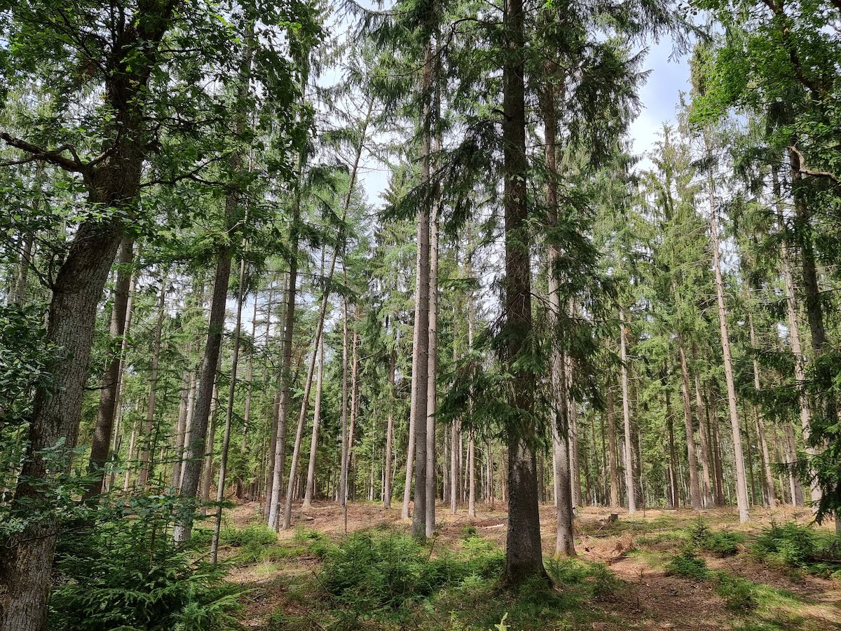 Auch Wälder gibt es in der Lüneburger Heide