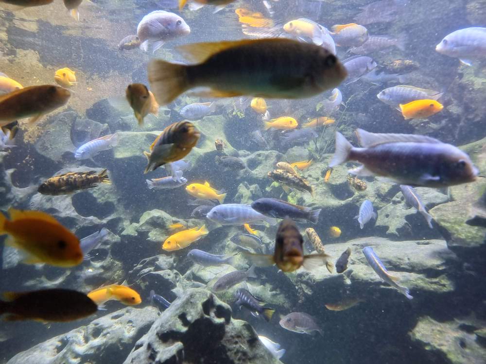Exotische Fische im Aquarium des Osnabrücker Zoos