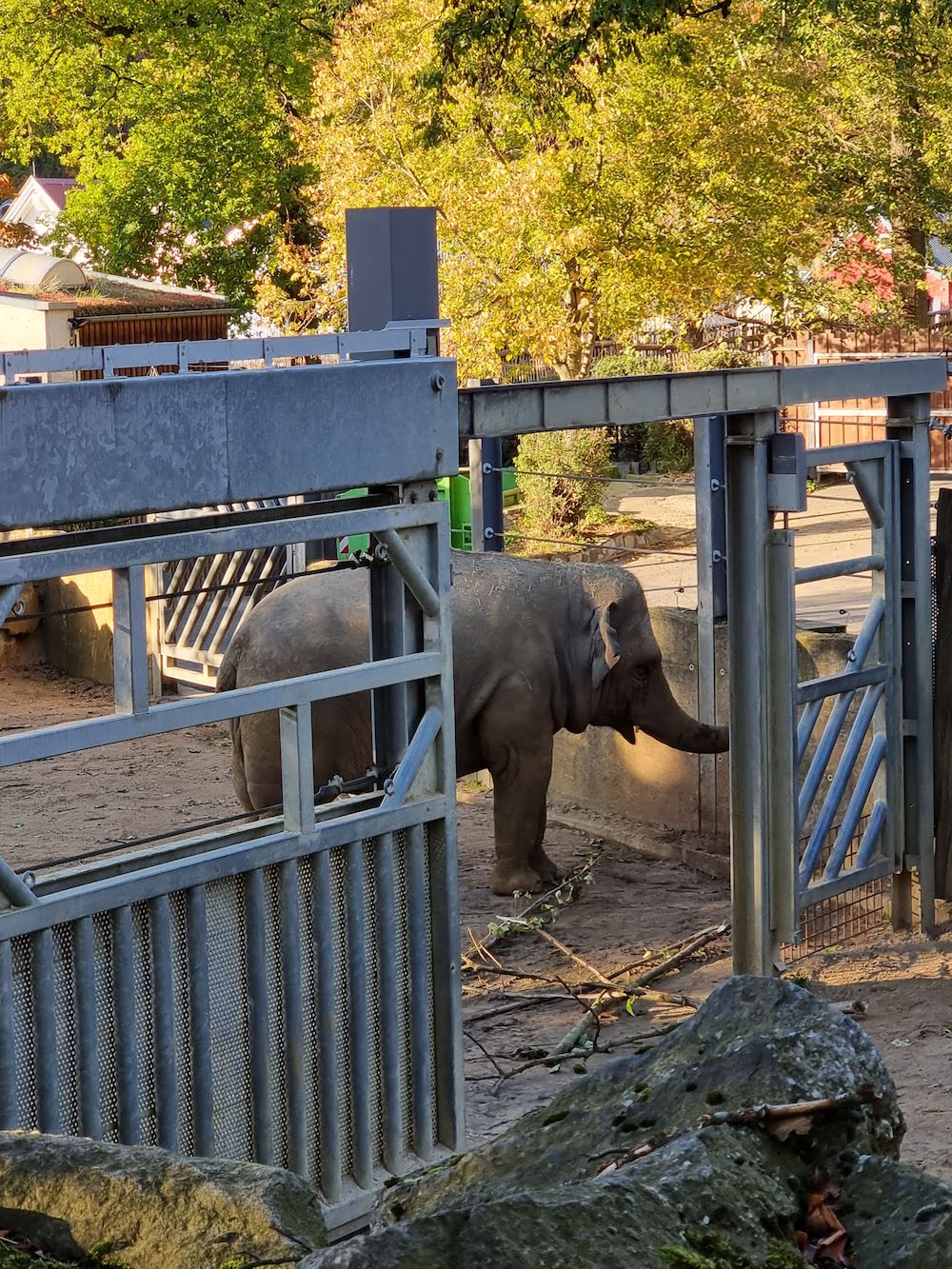 Zoo Osnabrück: Elefanten im "Tal der Grauen Riesen"