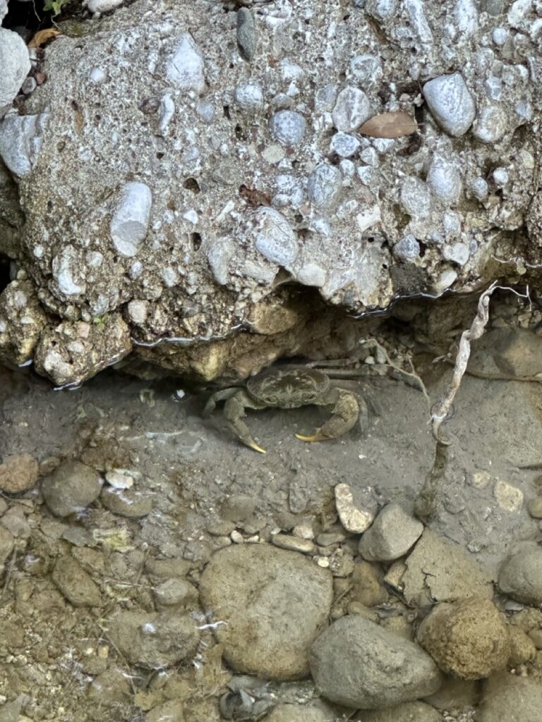 Schmetterlingstal Krebse